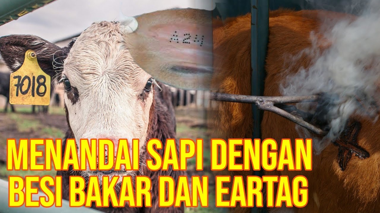 
                                 Tanda-Pengenal-Ternak-Sapi